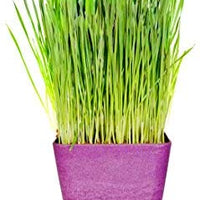 Amante de los gatos de Kit, catgrass semillas, semilla de catnip, de fibra de coco, con bono juguete de gato - BESTMASCOTA.COM
