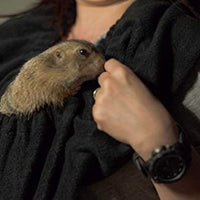 Dukes Digs - Critter Cuddler - Portador de animales pequeños, bolsa para vínculo afectivo, antiansiedad, interactiva, para hacer ejercicio terapéutico para mascotas y para transportar perros pequeños, gatos, erizo, cachorros de viaje - producto de Estados - BESTMASCOTA.COM