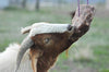 REDMOND - Mezcla de suplementos minerales de cabra, sal sin refinar - BESTMASCOTA.COM