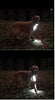 Luz para perro, collar de perro, correa de bubbba, luz – (no versión actual) 2 por paquete – para paseos de perro y monitoreo de patio. Se fija a la correa, collar de perro, arnés. Ideal para perros pequeños y grandes. (Color negro) - BESTMASCOTA.COM