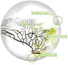 Esfera con ecosistema acuático cerrado de EcoSphere. - BESTMASCOTA.COM