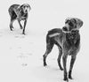 SGODA - Collar de entrenamiento para perros - BESTMASCOTA.COM