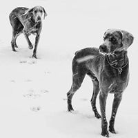 SGODA - Collar de entrenamiento para perros - BESTMASCOTA.COM