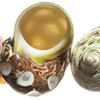 Nautical Crush Trading Ermit Crab Home Turbo Shell | 3 unidades Turbo Shells | 3 carcasas turbo pulidas Turbo 2 "-2 1/2 TM - BESTMASCOTA.COM