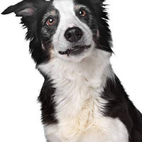 Equisilver Vet - Spray de herida formulado para perros y gatos | Alivio para puntos calientes, infecciones de la piel, piel seca irritada | Curación rápida todo natural y no tóxico | Fabricado en Estados Unidos - BESTMASCOTA.COM