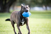 Nerf juguete fútbol con sonido para perro - BESTMASCOTA.COM