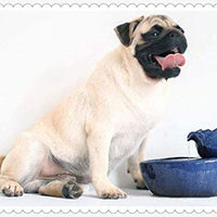 Jyipsonm - Fuente de agua de cerámica para gatos, automática, dispensador de agua eléctrico para perros, cuenco de agua ultrasilencioso para gatos y perros, color azul - BESTMASCOTA.COM