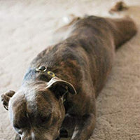 JW Pet Company HOL-ee Roller X Extreme 5 Juguete para perro, 5 pulgadas (los colores varían) – 43140 - BESTMASCOTA.COM