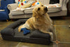 LOAOL - Colchón ortopédico para cama de mascotas, de espuma viscoelástica, resistente al agua, 4 pulgadas, con funda intercambiable - BESTMASCOTA.COM