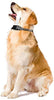 Zeonetak collar de corteza en spray para entrenamiento de perro, Citronella Control Stop ladrando collar para perros pequeño, mediano, grande, ajustable, recargable, impermeable, sin golpes y humanos - BESTMASCOTA.COM