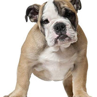 Equisilver Vet - Spray de herida formulado para perros y gatos | Alivio para puntos calientes, infecciones de la piel, piel seca irritada | Curación rápida todo natural y no tóxico | Fabricado en Estados Unidos - BESTMASCOTA.COM