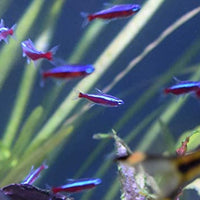 Seachem Estabilidad Acondicionador de Agua - BESTMASCOTA.COM