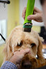 Wahl 3379 - Juego de peines de acero inoxidable con guía de fijación para cortadores de caballos y perros de Wahl Bravura, Arco, Chromado, Figura, y Motion Pet, Dog, Cat - BESTMASCOTA.COM