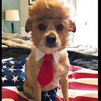 Trump disfraz de gato y corbata para Halloween, Festivales, Fiestas y actividades - BESTMASCOTA.COM