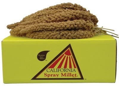 California dorado Spray mijo para pájaros – criador especial - BESTMASCOTA.COM