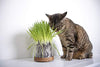 Petlinks - Gato puro y natural trata: verdes, semillas, hojas sueltas y HappyNip, spray de Catnip - BESTMASCOTA.COM