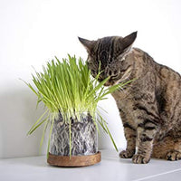 Petlinks - Gato puro y natural trata: verdes, semillas, hojas sueltas y HappyNip, spray de Catnip - BESTMASCOTA.COM