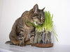 Petlinks - Gato puro y natural trata: verdes, semillas, hojas sueltas y HappyNip, spray de Catnip - BESTMASCOTA.COM