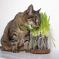 Petlinks - Gato puro y natural trata: verdes, semillas, hojas sueltas y HappyNip, spray de Catnip - BESTMASCOTA.COM