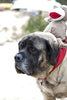 HuggleHounds - Juguete de peluche chirriante para perros con nudos para masticadores agresivos - BESTMASCOTA.COM