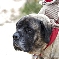 HuggleHounds - Juguete de peluche chirriante para perros con nudos para masticadores agresivos - BESTMASCOTA.COM