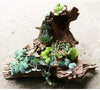 5 ramas de madera de deriva para acuario, decoración de acuario, madera natural, para decoración de peces, para lagartijas, tamaño pequeño, tamaño pequeño - BESTMASCOTA.COM
