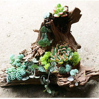 5 ramas de madera de deriva para acuario, decoración de acuario, madera natural, para decoración de peces, para lagartijas, tamaño pequeño, tamaño pequeño - BESTMASCOTA.COM