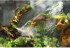 5 ramas de madera de deriva para acuario, decoración de acuario, madera natural, para decoración de peces, para lagartijas, tamaño pequeño, tamaño pequeño - BESTMASCOTA.COM