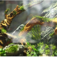 5 ramas de madera de deriva para acuario, decoración de acuario, madera natural, para decoración de peces, para lagartijas, tamaño pequeño, tamaño pequeño - BESTMASCOTA.COM
