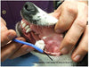 Mascota, Cepillo de dientes para mascotas, perros o gatos, Suave cepillo de cerdas para el cuidado dental de su gato, perro o mascota pequeña (6 unidades) - BESTMASCOTA.COM
