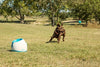 iFetch Interactive Ball Launchers for Dogs - BESTMASCOTA.COM