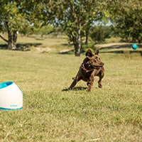 iFetch Interactive Ball Launchers for Dogs - BESTMASCOTA.COM