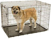 Petmate "ProValu" Wire Dog Crate, Two Doors, Precision Lock System, 6 Sizes - BESTMASCOTA.COM