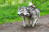 Mighty Paw - Correa doble para perro, longitud ajustable de dos perros, calidad prémium sin enredos, para 2 perros - BESTMASCOTA.COM
