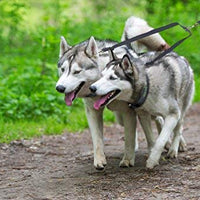 Mighty Paw - Correa doble para perro, longitud ajustable de dos perros, calidad prémium sin enredos, para 2 perros - BESTMASCOTA.COM
