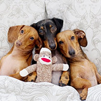 Pet qwerks Sock Monkey Dog Toy - BESTMASCOTA.COM