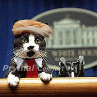 Trump disfraz de gato y corbata para Halloween, Festivales, Fiestas y actividades - BESTMASCOTA.COM