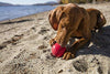 KONG Ball Dog Toys - BESTMASCOTA.COM