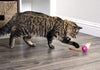 SmartyKat - Juguete para gatos con pluma - BESTMASCOTA.COM