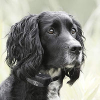 SportDOG marca YardTrainer Family entrenadores remotos – recargables, impermeables, collares de entrenamiento para perros con estática, vibración y tono - BESTMASCOTA.COM