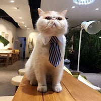 Ajustable de sarga algodón Tie Fit for Gatos por el kailian - BESTMASCOTA.COM