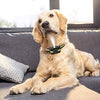 Zeonetak collar de corteza en spray para entrenamiento de perro, Citronella Control Stop ladrando collar para perros pequeño, mediano, grande, ajustable, recargable, impermeable, sin golpes y humanos - BESTMASCOTA.COM