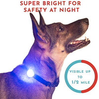 Hunter Paisley Luz LED para Collar de Perro Caminando por la Noche.Paquete de 2 Pack Impermeable Perro Luz LED Super Brillante para Perro Paseo Nocturno Adjuntar al Collar, Correa o Arnés, Baterías Extras - BESTMASCOTA.COM