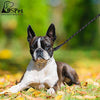 Collar profesional para perro con pinza de perro, tamaño ajustable con hebilla de liberación rápida de acero inoxidable, collar de perro con puntas cómodas, correa resistente - BESTMASCOTA.COM