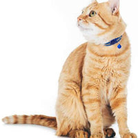 SCIROKKO - 6 collares reflectantes para gato con campana – diseño de hebilla de pescado ajustable y collar para gatito y cachorro - BESTMASCOTA.COM