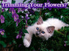 Mascota MasterMind Cat Spray - BESTMASCOTA.COM