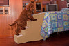 Pet Gear Easy Step IV escaleras para mascotas, 4 peldaños para gatos/perros, portátil/ligero, resistente - BESTMASCOTA.COM