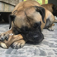 Premium Elk Antlers Dogs | All Natural Antler Dog Chew Elk Bone | Healthy & Long Lasting Aggressive Chewers | Wild Sourced in The USA - Veteran Owned - BESTMASCOTA.COM