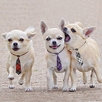Segarty - Corbata para perro, tamaño mediano, tamaño grande, con lazos para perro, ajustable, para mascotas, gatos, perros, collares, para festivales de vacaciones, accesorios de aseo - BESTMASCOTA.COM