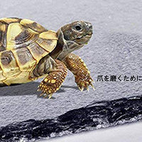 omem tortuga reptil Rock Plato de Comida Molienda la uña - BESTMASCOTA.COM